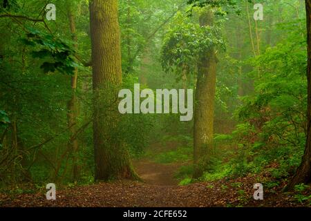 Waldweg auf einem nassen und leicht nebligen frühen Morgen Im Sommer Stockfoto