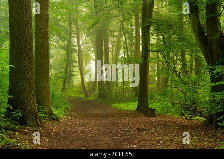 Waldweg auf einem nassen und leicht nebligen frühen Morgen Im Sommer Stockfoto