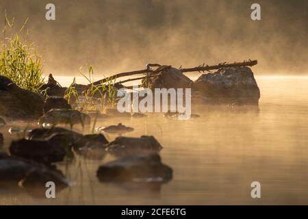 Baumstamm auf Felsen am Morgen Nebel am Eibsee, Nebel, Wasser, Ufer, Büsche, Gräser, Steine, Grainau, Garmisch-Partenkirchen, Oberbayern, Stockfoto