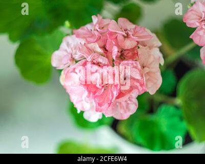 Nahaufnahme von Geranium- oder Pelargonium-Blüten. Speicherplatz kopieren Stockfoto