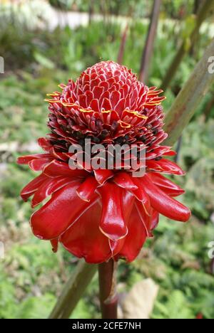 Rotfackel-Ingwer, Etlingera elatior, blüht im tropischen Regenwald-Garten in Cairns Flecker Botanic Gardens, North Queensland Stockfoto