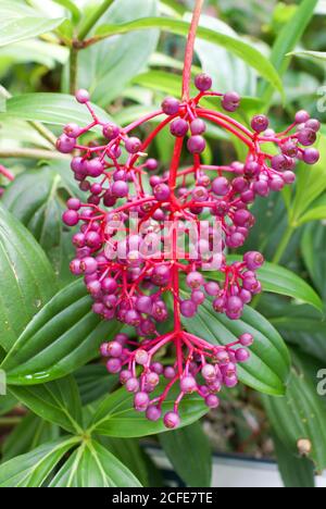 Rosa / lila Beeren von Medinilla speciosa pendula in Cairns Botanic Gardens, North Queensland Stockfoto