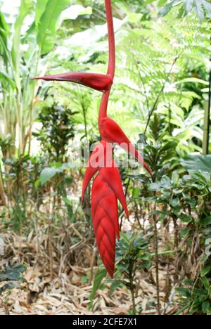 Rote, wachsartige Pendel-Heliconia-Blume in den Cairns Botanic Gardens, North Queensland Stockfoto