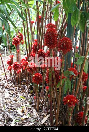 Tapeinochilos ananassae (Costaceae) oder indonesische Wachsfabrik in den Cairns Botanic Gardens, North Queensland Stockfoto