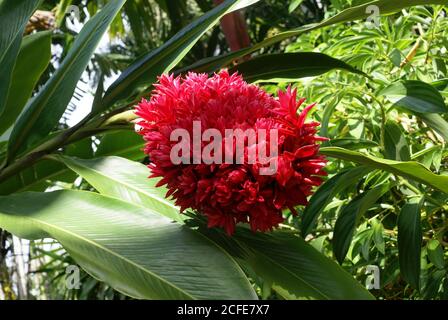 Red zingiberaceae alpinia purpurata cv tahitischer Ingwer im Cairns Flecker Botanic Gardens, North Queensland, Australien Stockfoto