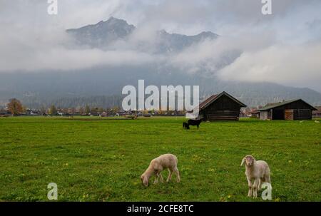 Junge weiße und schwarze Schafe, Baby Schafe, junge Schafe, Lamm, Hausschaf, Ovis gmelini widder, grüne Wiese, Kramer, Bauernstadel, Wolken, Nebel, Stockfoto