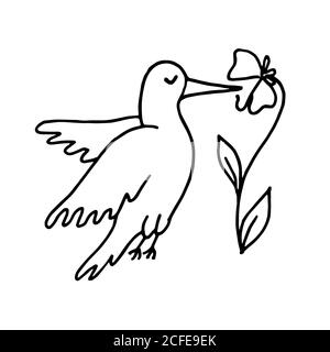 Handgezeichneter Doodle kleiner Kolibri, der um die Blume fliegt. Vektorgrafik isoliert auf Weiß Stock Vektor