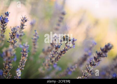 Hummel sammelt Nektar aus einer Lavendelblüte Stockfoto