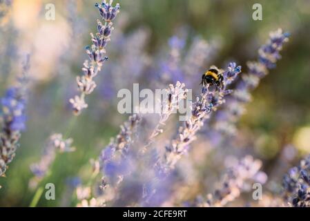 Hummel sammelt Nektar aus einer Lavendelblüte Stockfoto