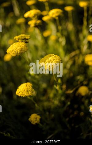 Blühende goldene Garbe (Achillea filipendulina) im Sommer Stockfoto