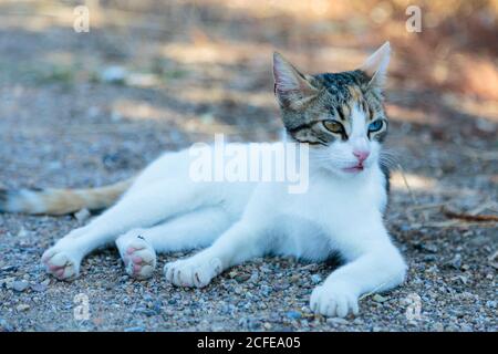 Junge selbstbewusste Diferent Farbe Augen Katze im Freien liegend Stockfoto