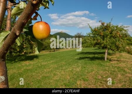 Reifer gelber Apfel (Malus) auf einem Ast eines Obstbaumes, grüne Wiese mit vielen anderen Bäumen, auf denen die Nahrung wächst, Burg in der Ferne. Deutschland, Schwaben Stockfoto