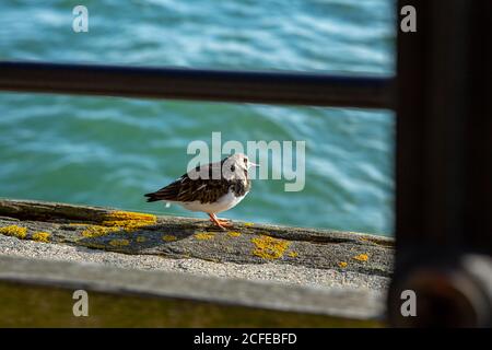 Ruddy Turnstone steht auf dem Fischerpier Geländer Southend-on-Sea, Großbritannien. Stockfoto