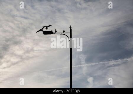 Fünf Möwen sitzen an der Laterne auf bewölktem Himmel Hintergrund. Wilder Vogel auf Straßenlaterne. Elektrizitätskonzept. Stockfoto