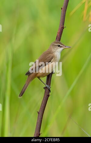 Chiffchaff Blattsänger, der auf einem Ast steht und in die Ferne blickt Stockfoto