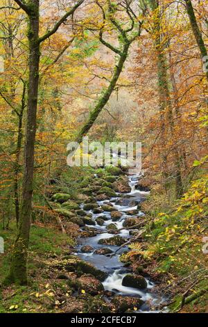 Der Fluss Ellez landeinwärts in der Bretagne im Herbst. Stockfoto