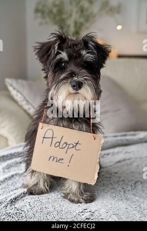 Von oben fokussierter kleiner Stammbaum Miniaturschnauzer Hund beim Betrachen Kamera beim Sitzen mit Pappschild am Hals adoptieren mich Stockfoto