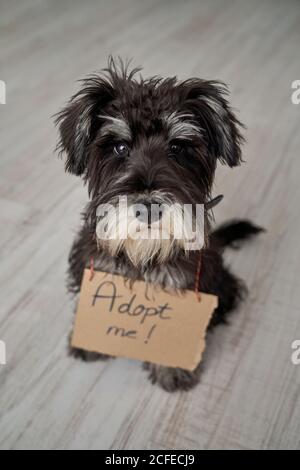 Von oben fokussierter kleiner Stammbaum Miniaturschnauzer Hund beim Betrachen Kamera beim Sitzen mit Pappschild am Hals adoptieren mich Stockfoto