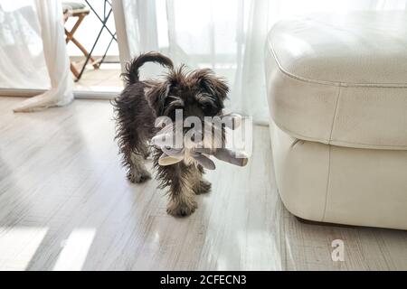 Von oben kleiner reinrassige Miniatur Schnauzer Hund mit weichem Spielzeug Im Mund stehend auf dem Boden im Zimmer Stockfoto