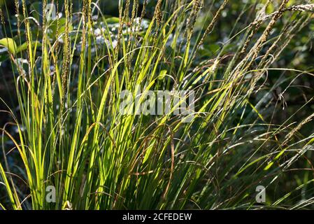 Sedge Gras im Wald Nahaufnahme selektiver Fokus Stockfoto