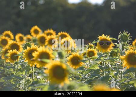 Feld mit blühenden Sonnenblumen in einer Reihe-eoin Sonnenblumenkopf gewachsen Sonnenbrillen tragen Stockfoto