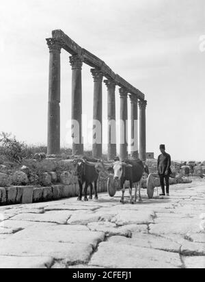 Bildunterschrift: Ruinen von Jerash (Gerasa). Jerash Kolonnade entlang der Main Street. Ein alter Ochsenkarren auf dem Bürgersteig - Standort: Gerasa Jordan ca. 1920 Stockfoto