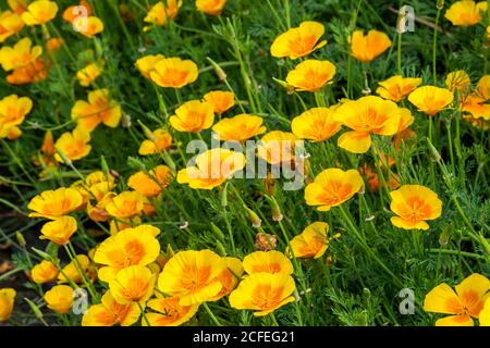 Kalifornischer Mohn eschschscholzia californica eine gelbe Orange Frühling Sommer Blume Foto des Werkstocks Stockfoto