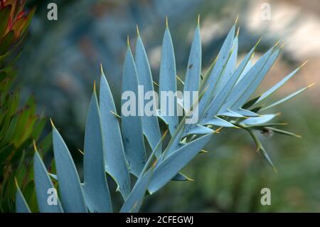 Sydney Australien, Nahaufnahme von Encephalartos horridus oder Eastern Cape Blue Cycad Stockfoto