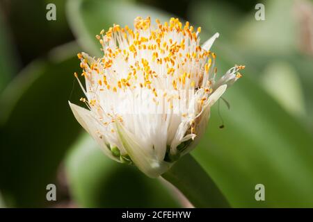 Sydney Australien, Nahaufnahme einer weißen Blume einer Haemanthus albiflos oder einer Rasierpinsel-Lilie Stockfoto