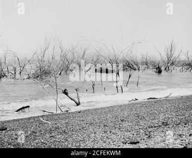 Originalunterschrift: Rund um das Tote Meer (Bahr Lut). Untergetauchte Wälder in Ghor El Mazraa - Lage: Ca. 1898-1914 Stockfoto