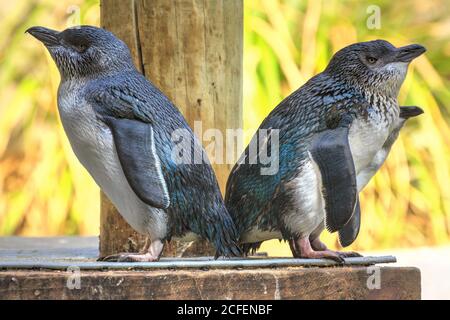 Eine Gruppe kleiner blauer Pinguine, auch bekannt als Zwergpinguine, die kleinste Pinguinart der Welt. Sie sind in Australien und Neuseeland zu finden Stockfoto