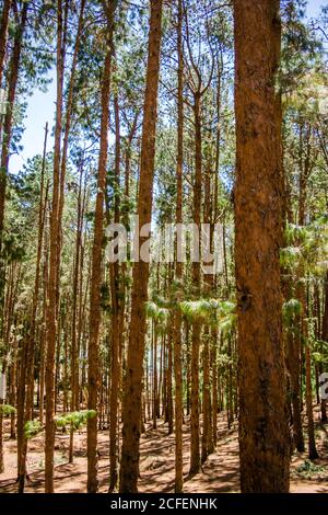 Kiefernwald in der Nähe von Ooty pykara tamilnadu Indien. Kiefernwälder rühmt sich einer guten Sammlung von ordentlich gepflanzten Kiefern Stockfoto