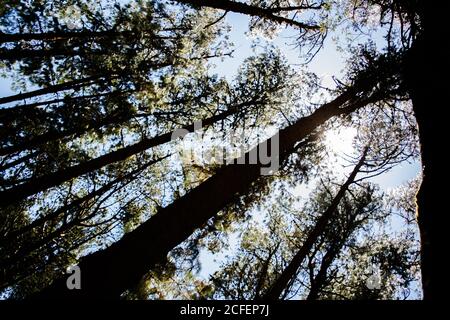 Kiefernwald in der Nähe von Ooty pykara tamilnadu Indien. Kiefernwälder rühmt sich einer guten Sammlung von ordentlich gepflanzten Kiefern Stockfoto