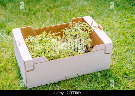Leuchtend grüne Tomatenpflanzen in weißen Papierkarton platziert auf Grünes Gras von Rasen im sonnigen Garten Stockfoto