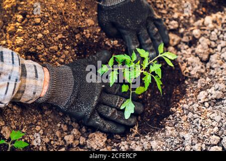 Anonymer Gärtner gräbt Boden mit Kelle im Garten Stockfoto