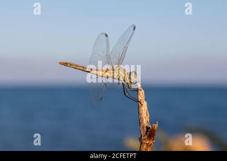 Rotaderschnecken-Darter Sympetrum fonscolombii Libellulidae. Gelbe und grüne weibliche Libelle gefunden in Castellon, Valencia, Spanien. Stockfoto