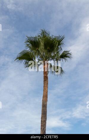 Washingtonia Robusta Palme, auch bekannt als mexikanische Fan Palme gegen blau bewölkten Himmel. Stockfoto