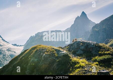 Weiße Lämmer weiden auf felsigen Wiesen auf der Oberseite des Grüns Gebirgskette bei strahlendem Sonnenschein in der Schweiz Stockfoto