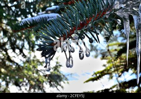 Kleiner Tropfen wie Eiszapfen auf grünem Kiefernbaum Zweig im Winter in Siebenbürgen. Stockfoto