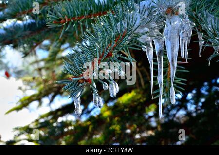 Kleiner Tropfen wie Eiszapfen auf grünem Kiefernbaum Zweig im Winter in Siebenbürgen. Stockfoto