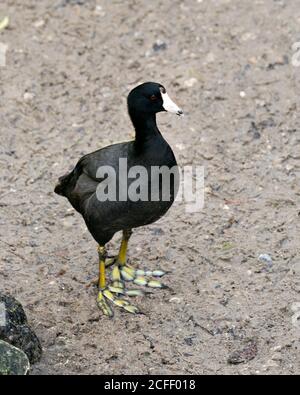 Black Scoter oder American Scoter Nahaufnahme Profilansicht auf dem Boden, zeigt Körper, Kopf, Auge, Schnabel, Füße und schwarze Federgefieder in seiner Umgebung Stockfoto