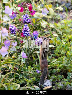 Chipmunk Nahaufnahme Profilansicht auf einem Felsen stehen und riechen wildblumen in seiner Umgebung und Lebensraum mit Wildblumen und Laub Hintergrund und Stockfoto