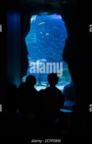 Silhouette von nicht erkennbaren Menschen, die Fische im Aquarium betrachten Stockfoto