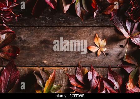 Von oben Holzfläche mit leuchtend rot orange gelb Herbst Blätter Stockfoto