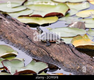 Bemalte Schildkröte Nahaufnahme Profil Ansicht auf Log mit Seerosenunterlage Hintergrund, Darstellung Schildkröte Schale, Beine, Kopf, Pfoten, Schwanz in seinem Lebensraum. Stockfoto