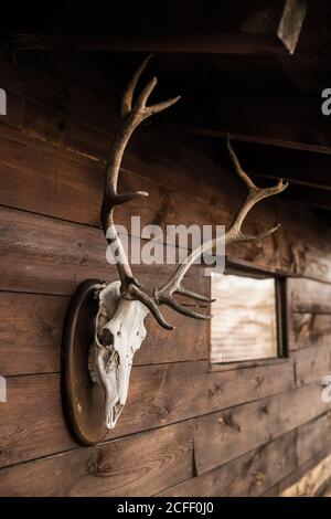 Hirsch weiß Schädel mit Hörnern Schädel an Holzwand befestigt Im Landhaus in Kantabrien Stockfoto