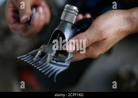 Anonymer Mann Fixierung schmutzige Schermesser während der Arbeit in Scheune Auf dem Bauernhof Stockfoto