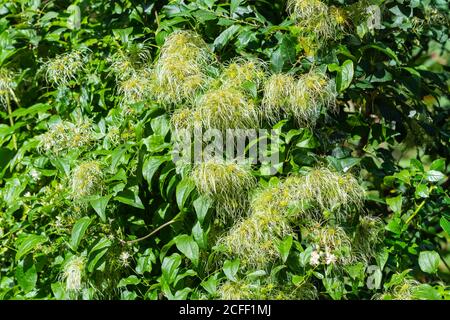 Samenköpfe von Clematis vitalba Sträuchern (Old man's Beard oder Traveller's Joy) wachsen im Sommer in Großbritannien. Stockfoto