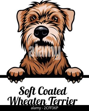 Kopf Soft Coated Wheaten - Hunderasse. Farbbild eines Hundekopfes isoliert auf weißem Hintergrund Stock Vektor