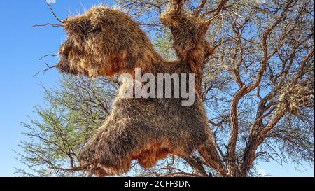 Gemeinschaftsnest des Webervogels (Ploceidae) auf einem Kameldornbaum (Vachellia erioloba) in Namibia, Afrika. Stockfoto